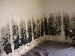 Raleigh Black Mold
